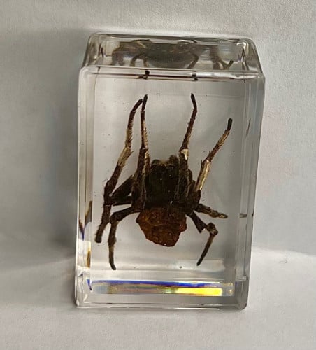 عنكبوت Araneus