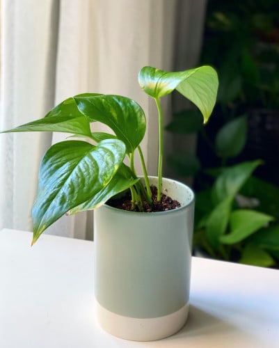 نبتة بوتس في مركن سيراميك pothos plant