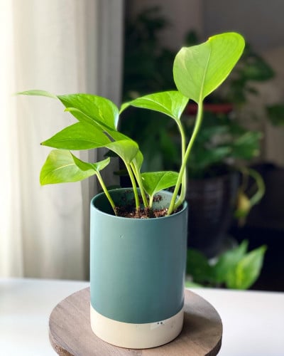 نبتة بوتس في مركن السيراميك pothos plant