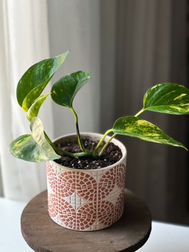 نبتة بوتس في مركن سيراميك pothos plant