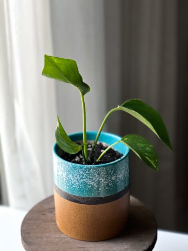 نبتة بوتس في مركن من السيراميك pothos plant