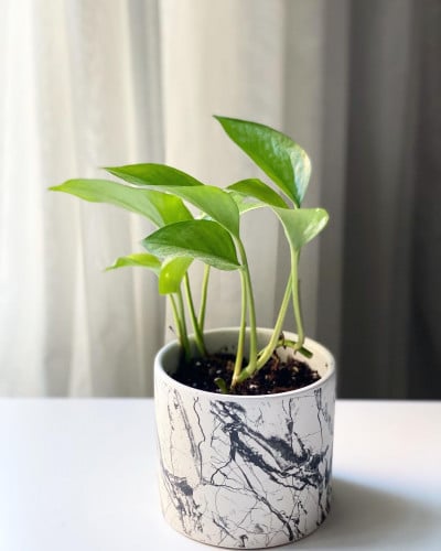 نبتة بوتس في مركن من السيراميك pothos plant