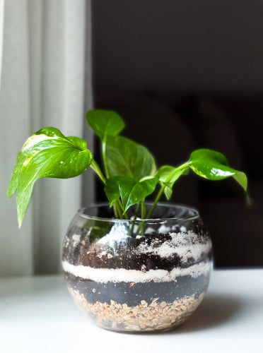 نبتة بوتس في حوض زجاجي pothos plant