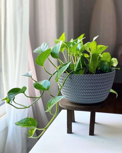 نبتة بوتس متسلقة في مركن بلاستيكي pothos plant