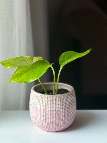 نبتة بوتس في مركن من السيراميك pothos plant