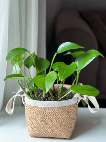 نبتة بوتس في مركن اسمنتي pothos plant