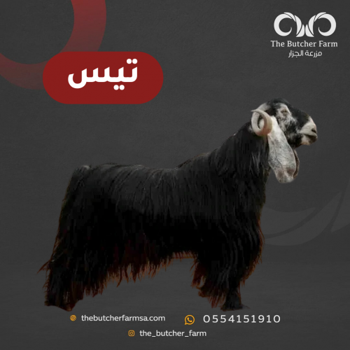 ذبائح تيوس بلدي 10 كيلو بعد الذبح
