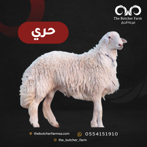 حري من 20-22 كيلو بعد الذبح