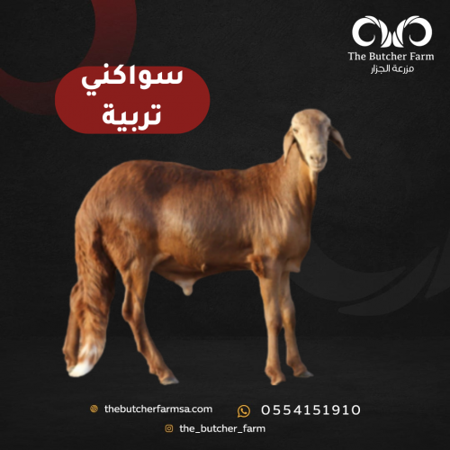 سواكني تربية 18-19 كيلو