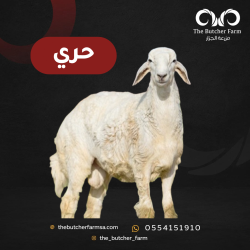 حري من 14-16 كيلو بعد الذبح