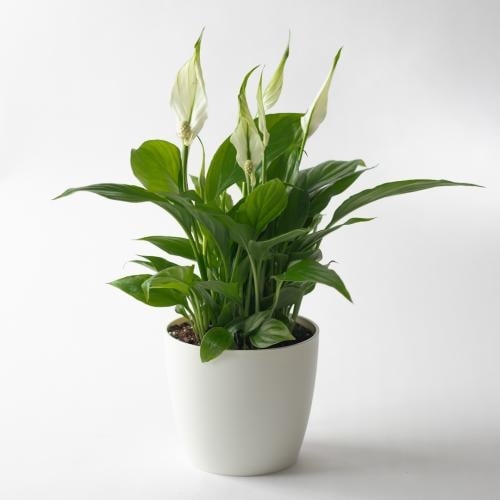 زنبق السلام (Spathiphyllum )