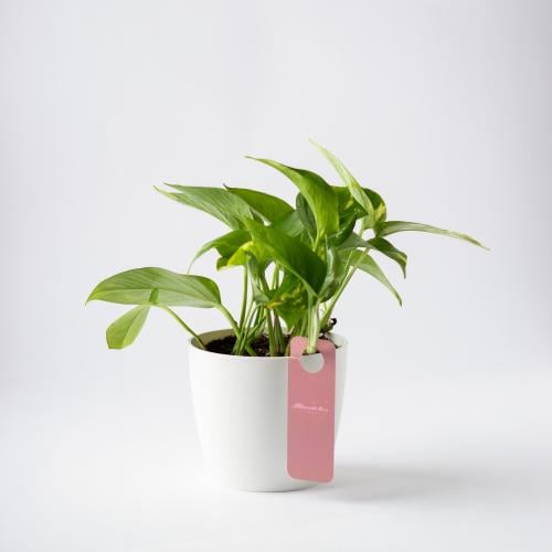 بوتس كبير ( Pothos )