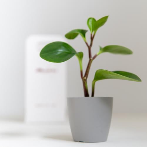 ببروميا (Peperomia )