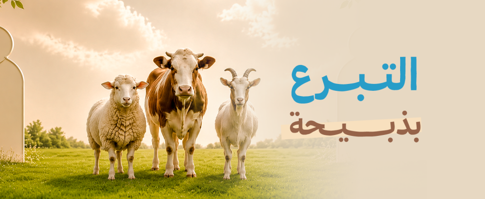 التبرع بذبيحة | فضله وخطوات تنفيذه وتوزيعه للمحتاجين