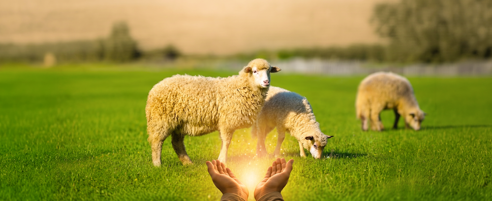 النذر وأثره في التقرب إلى الله وكيفية تنفيذه بالشكل الشرعي