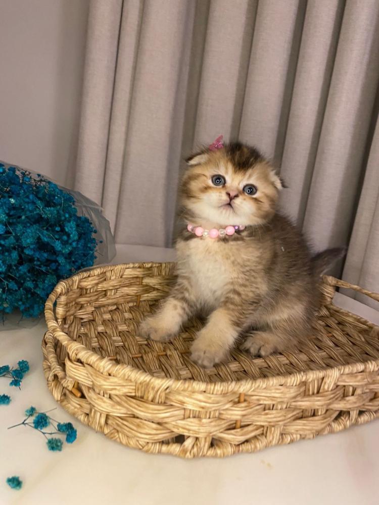 انثى- سكوتش فولد