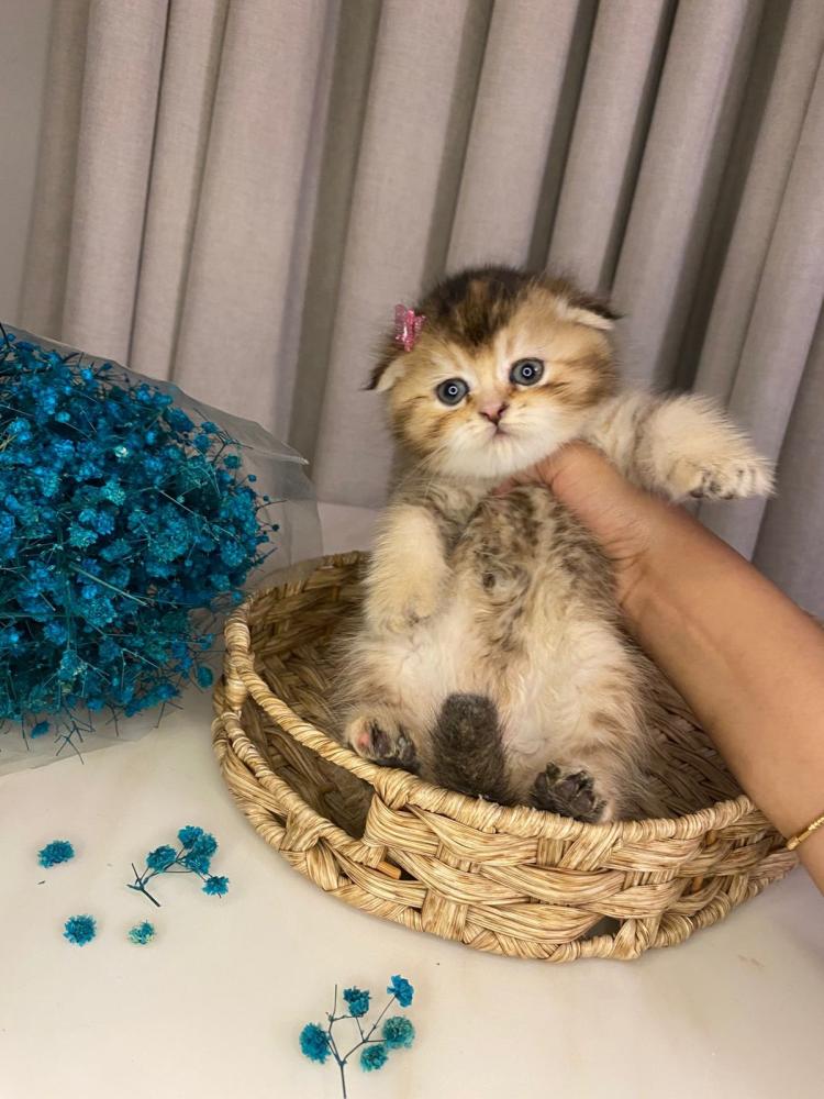 انثى- سكوتش فولد