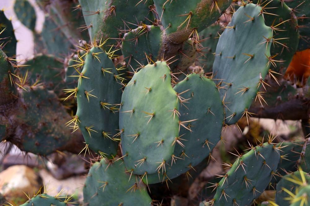 صبار أوبونتيا