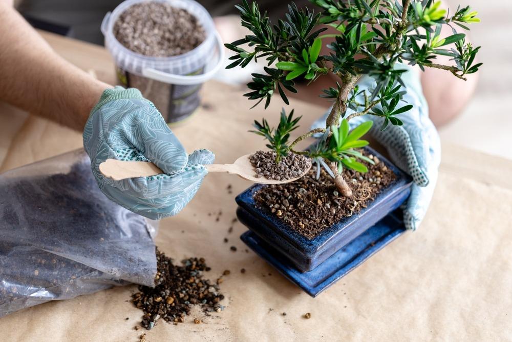 أفضل سماد للنباتات الداخلية