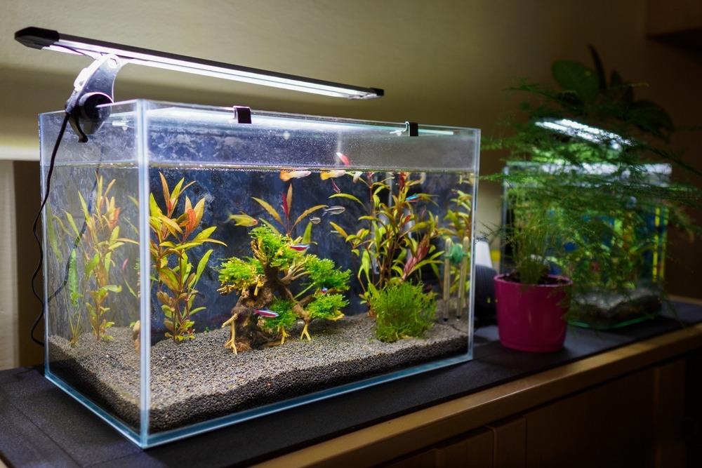 دليل شامل لأهم مستلزمات حوض السمك للمبتدئين 2026