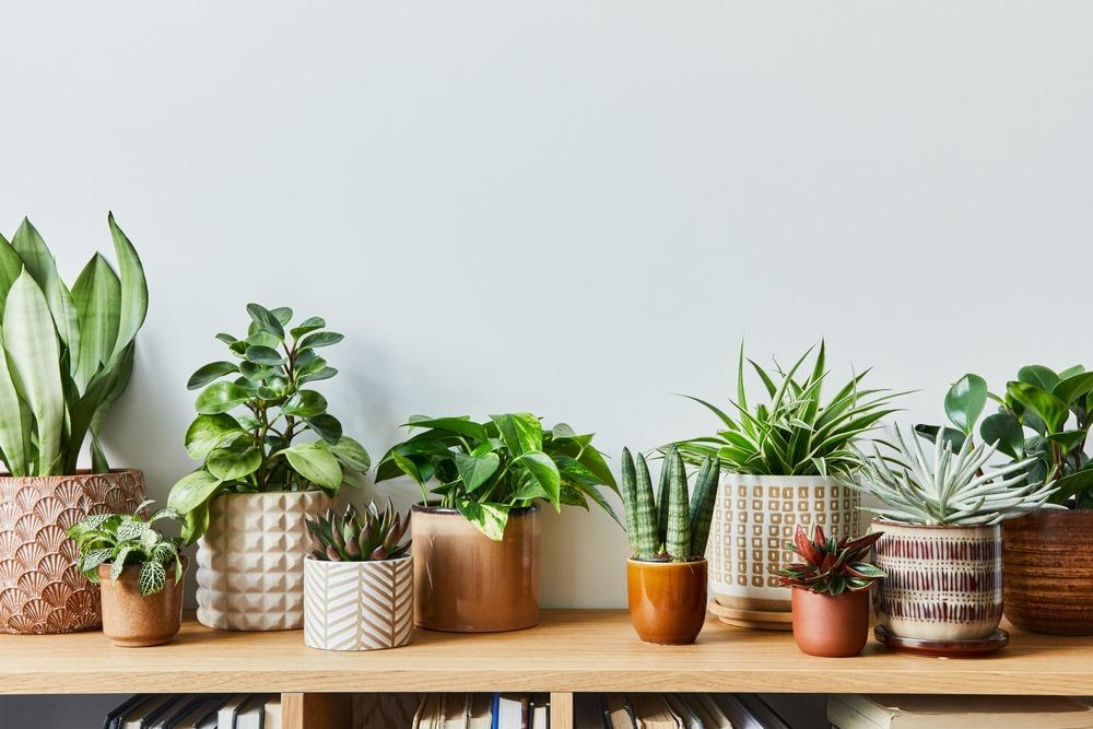 نباتات داخلية للمنزل