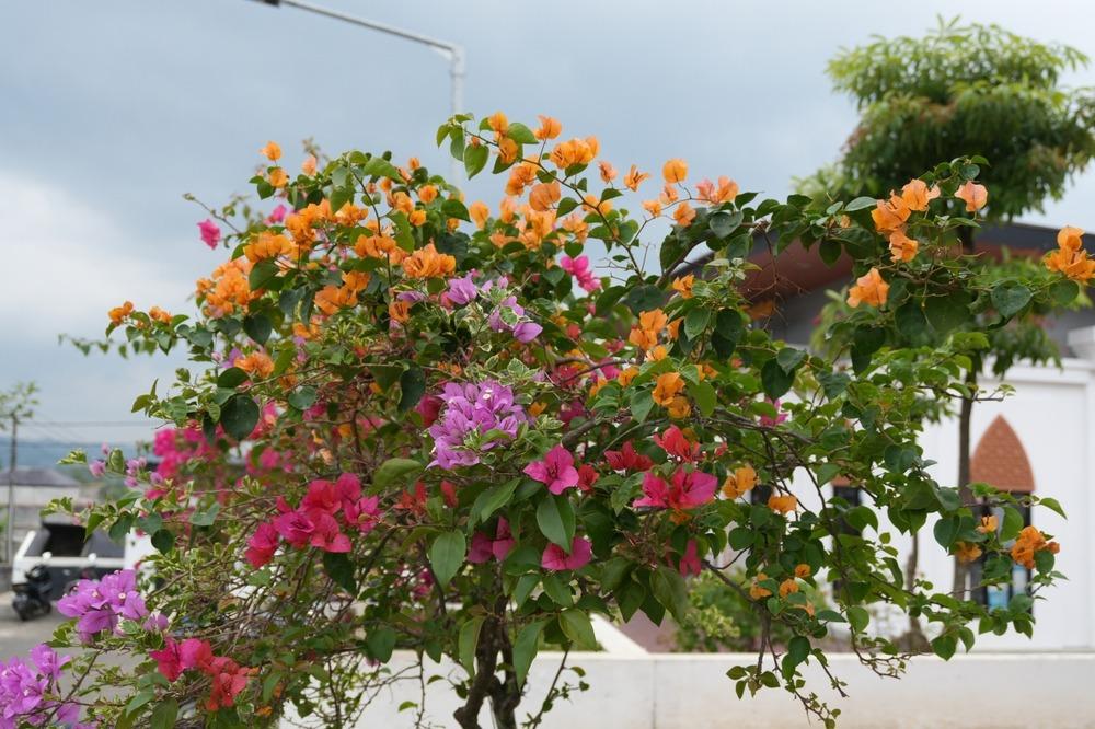 نبات الجهنمية