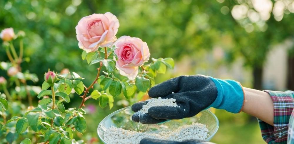 سماد عالي الفسفور