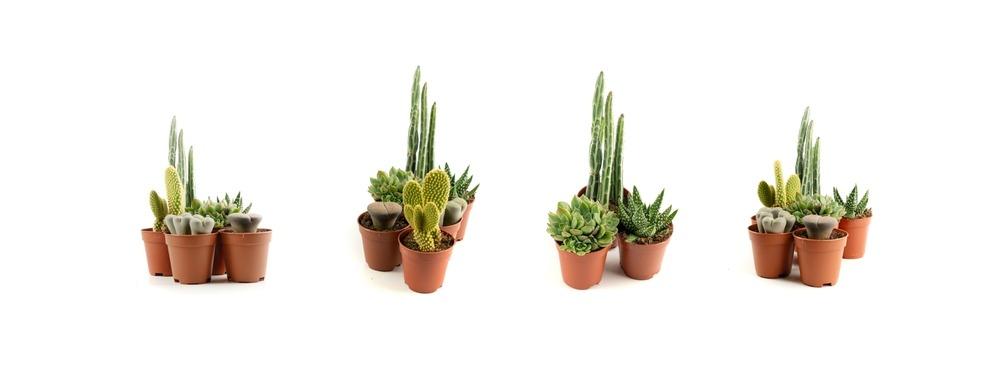 نباتات داخلية سهلة العناية للمبتدئين