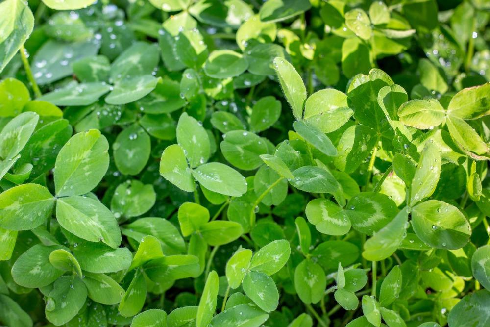 سماد عالي النيتروجين