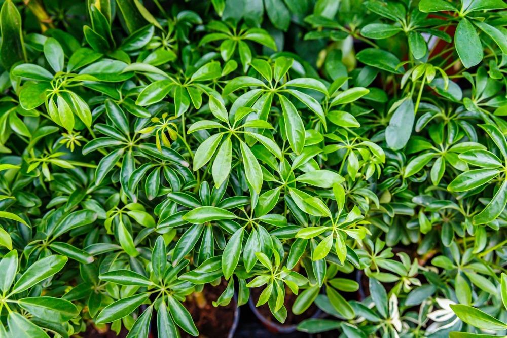 نبات الشيفليرا