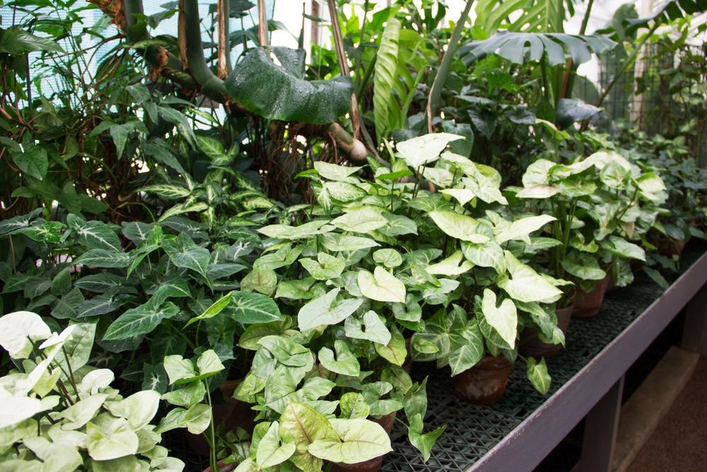 نبات السينغونيوم