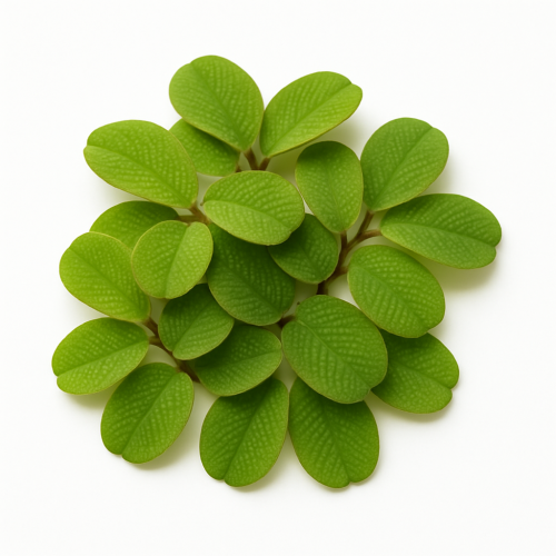 السالفينيا (Salvinia) الطافي