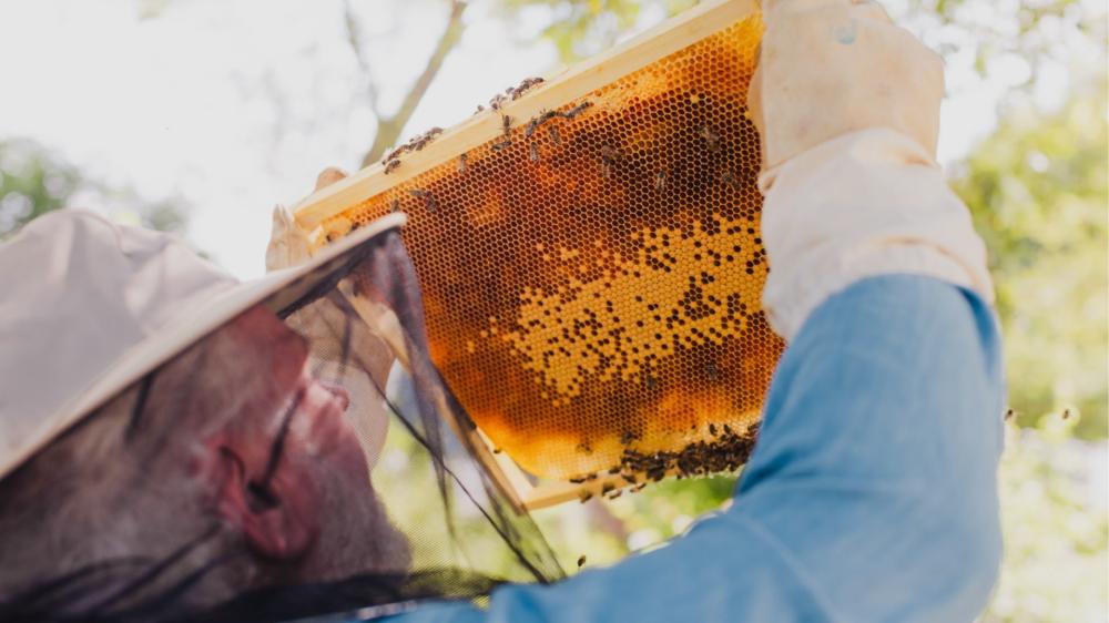 العسل البوسنوي.. الذهب السائل من قلب الطبيعة البكر