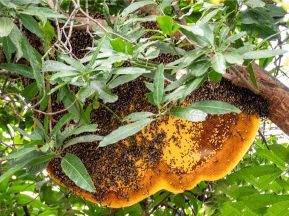 عسل الغابات السوداء البوسنوي.. رفاهية الصحة من قلب الطبيعة