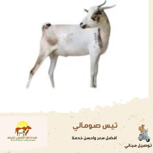 تيس صومالي