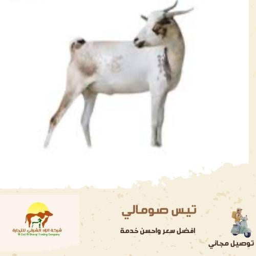 تيس صومالي فرع الغربية