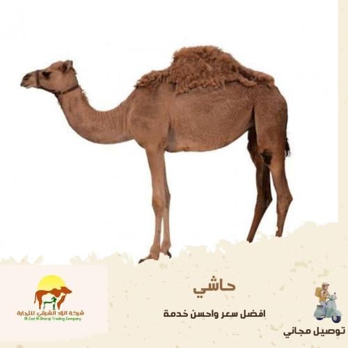 حاشي من ٥ شهور الى ٧ شهور