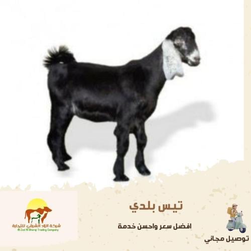 تيس بلدي ٣ شهور