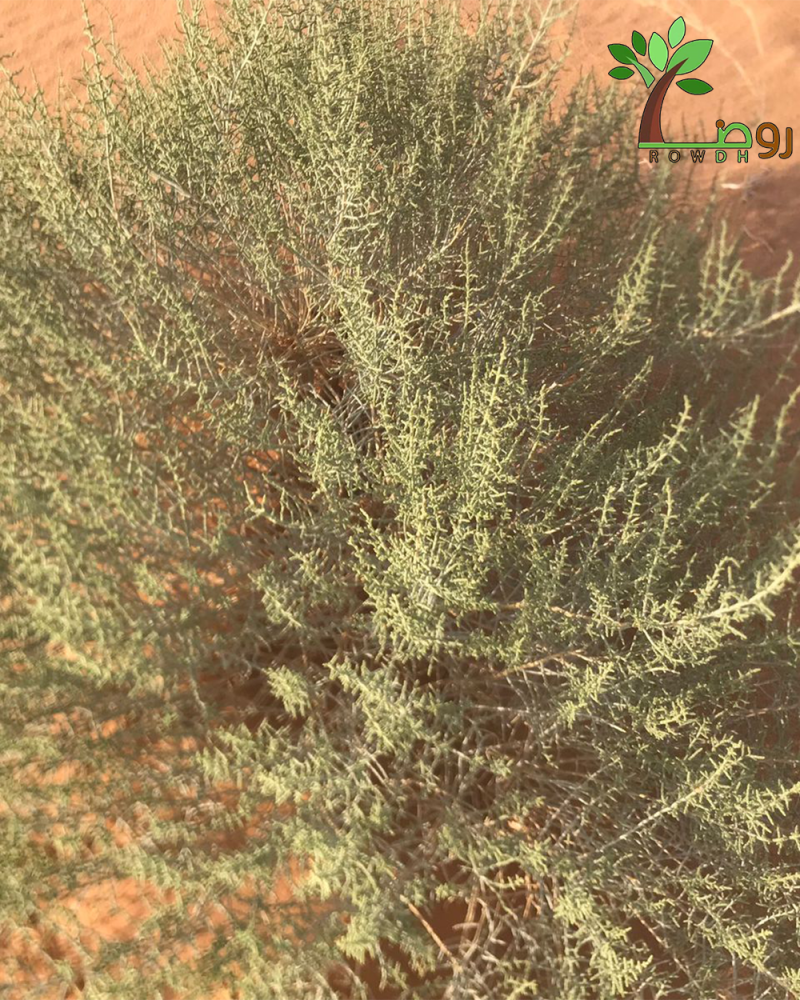 بكت بذور رمث