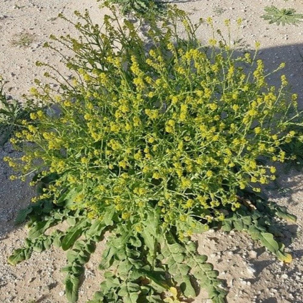 بكت بذور صفار