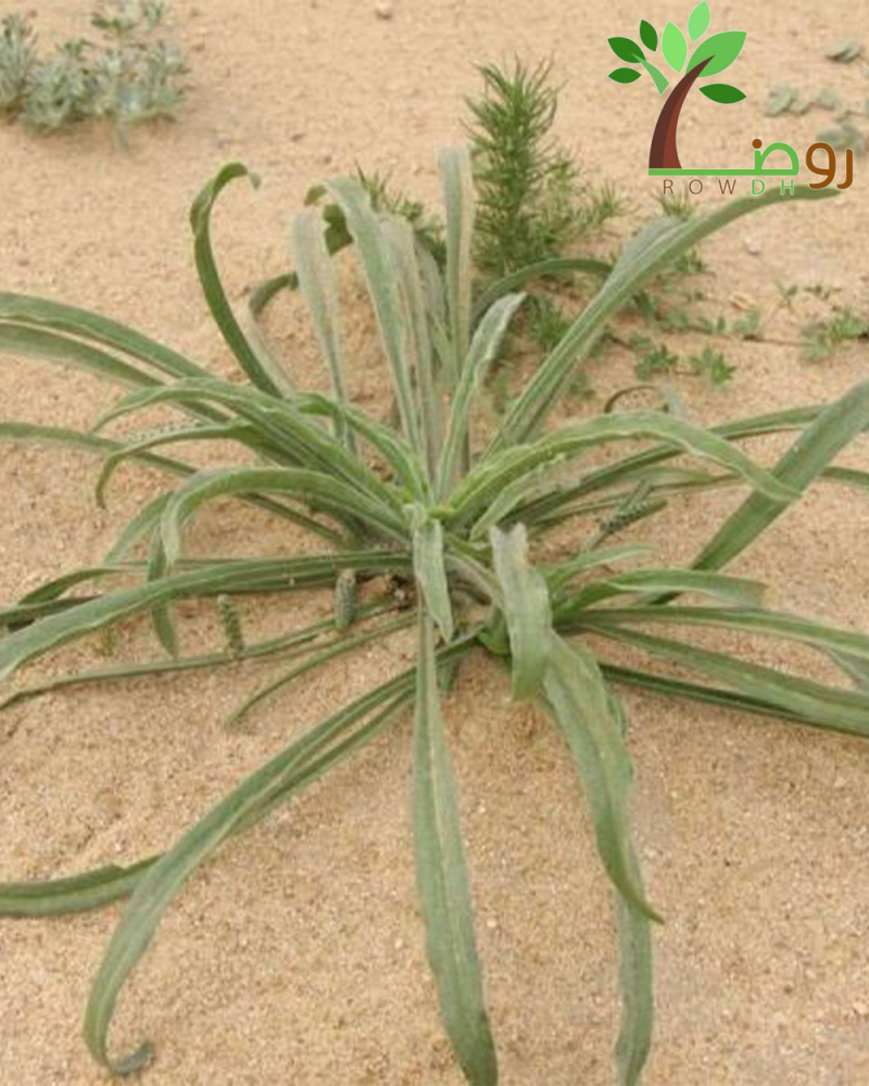 بكت بذور ربله