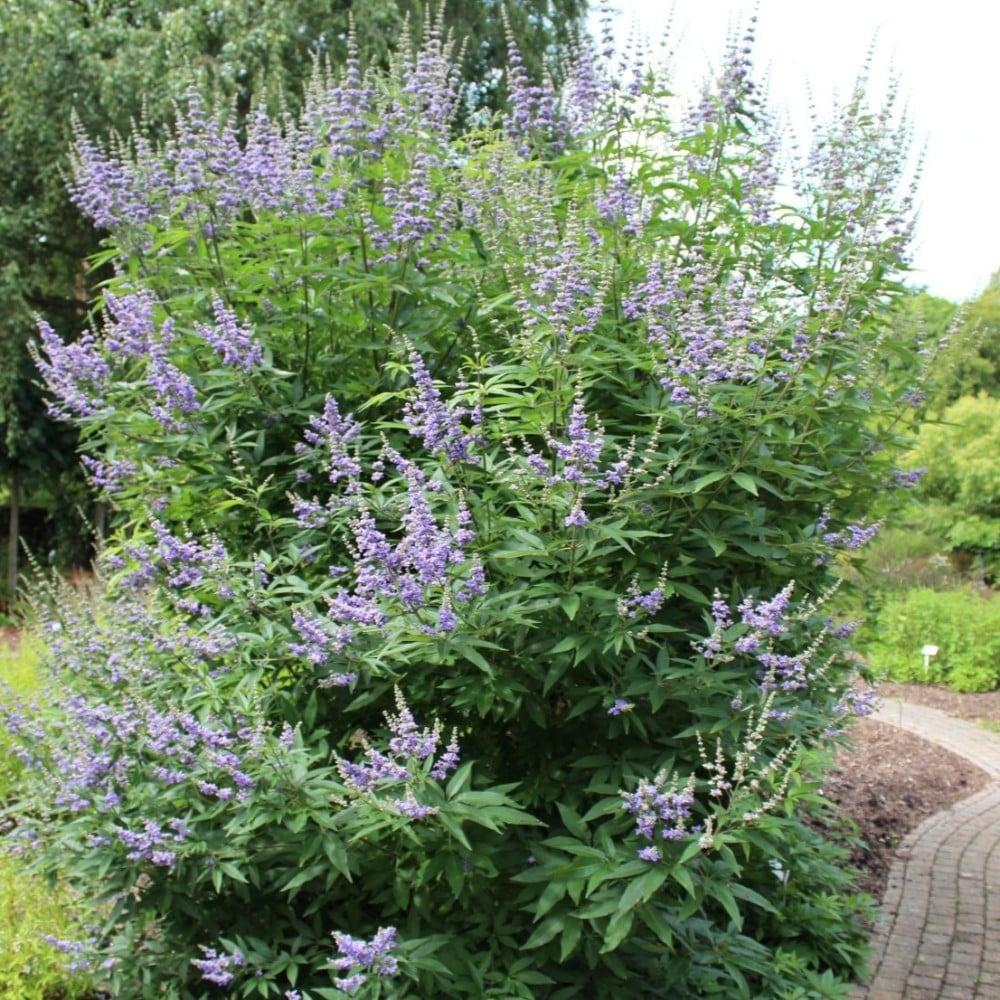 بكت بذور كف مريم