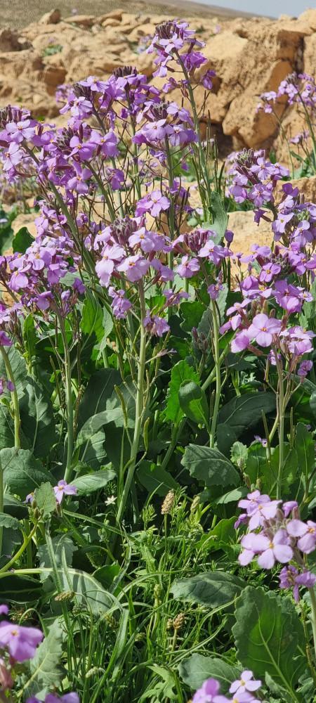 بكت بذور يهق