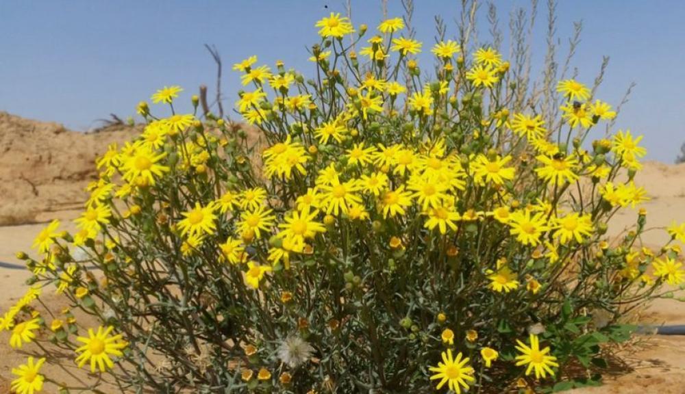 بكت بذور جرجار