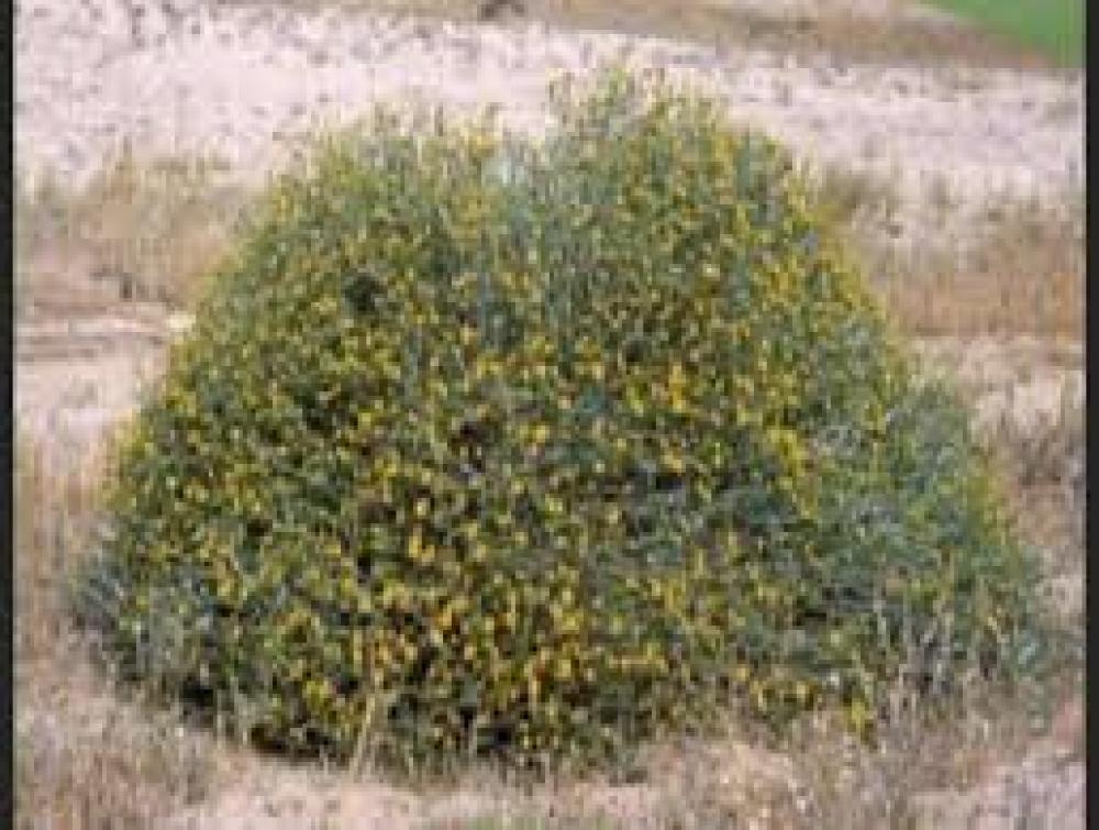 بكت بذور عرفج