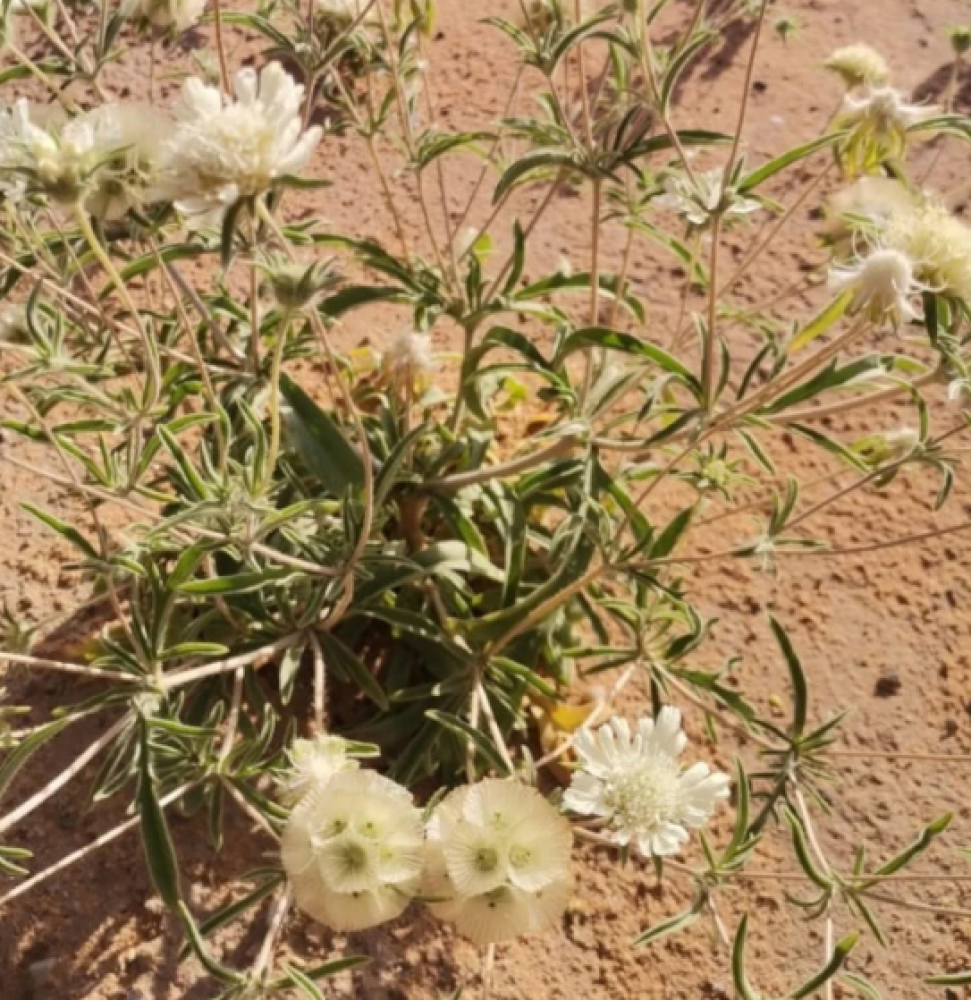 بكت بذور ام قلاص