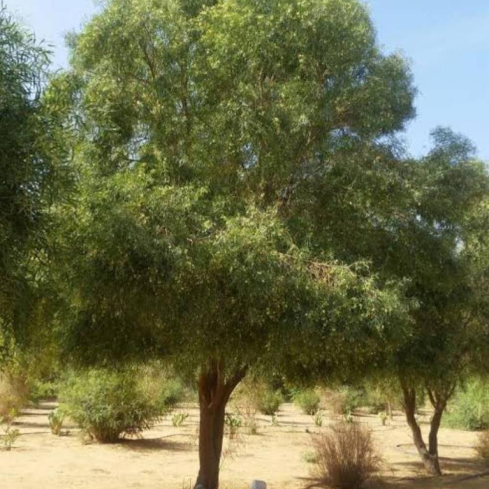 بكت بذور الطلح المغربي