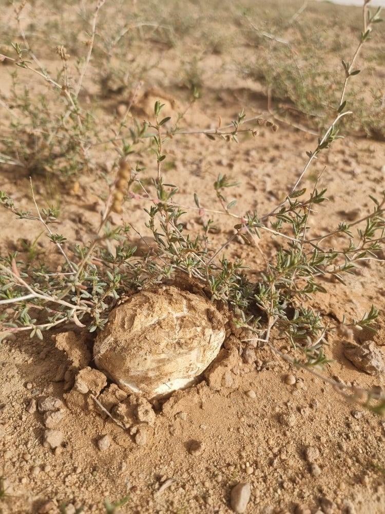 الكمأة والفقع