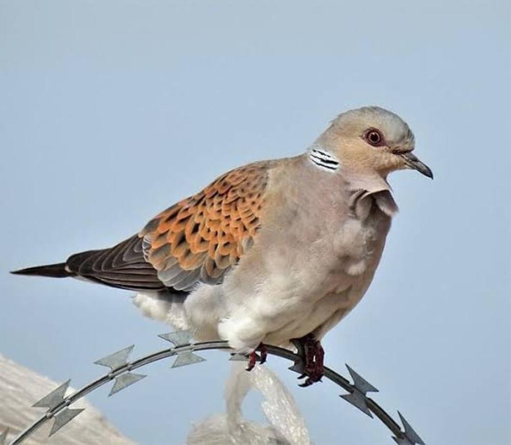 مواسم الصيد في السعودية