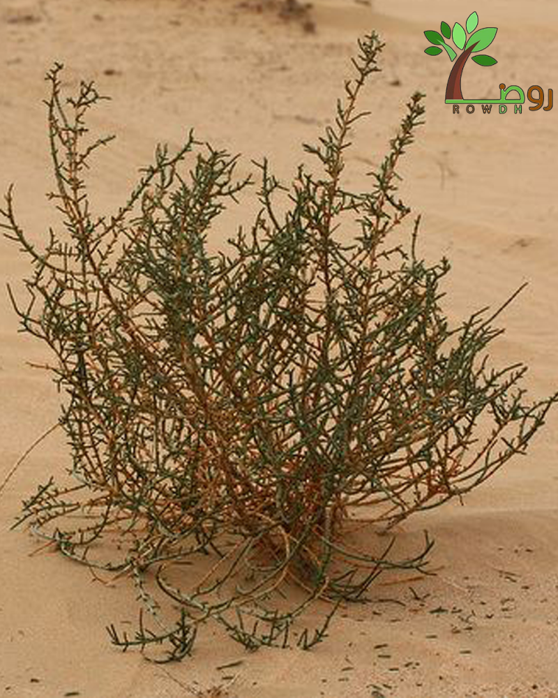 بكت بذور رمث